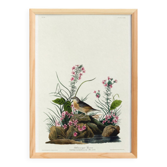 Poster about the Yellow-winged Bunting, based on an old engraving from 1827.