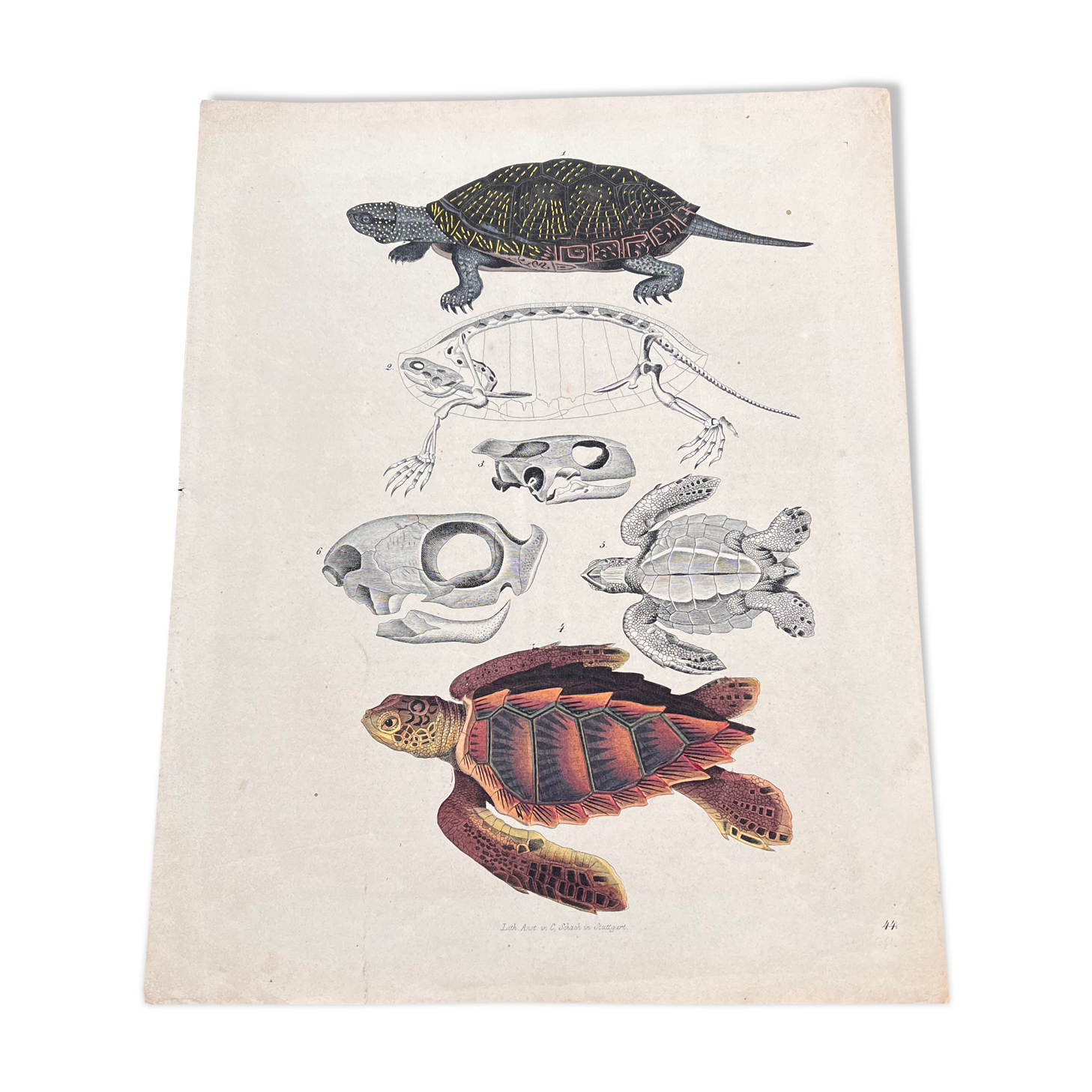 Poster (lithograph) turtles