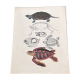 Poster (lithograph) turtles