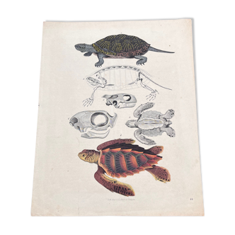 Poster (lithograph) turtles