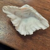 Empty pocket shell