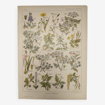 Gravure Originale de 1922 🌿 Plantes vénéneuses 🌿 Planche ancienne botanique