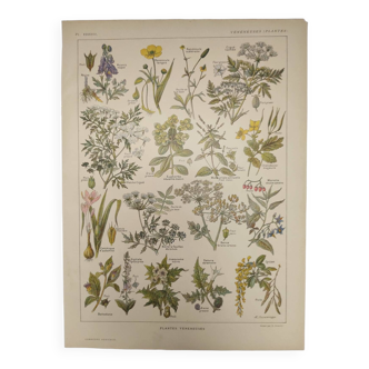 Gravure Originale de 1922 🌿 Plantes vénéneuses 🌿 Planche ancienne botanique