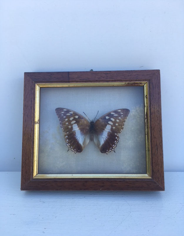 Butterfly frame
