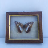 Butterfly frame