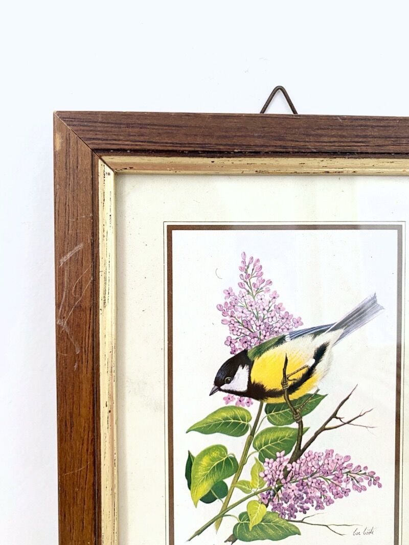 Set of three ornithological frames
