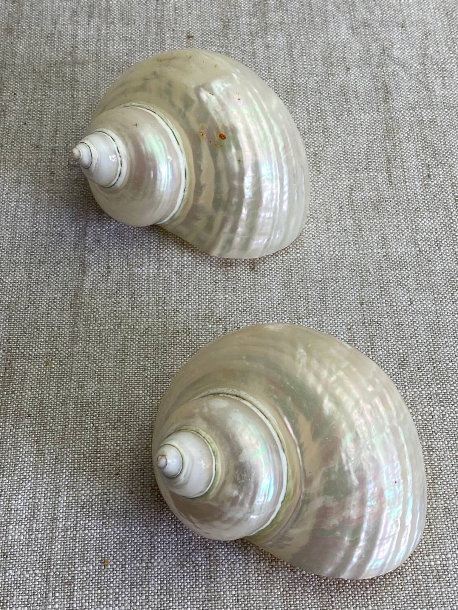 Coquillages nacre blanche, turbo imperialis