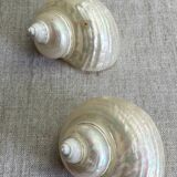 White mother-of-pearl shells, turbo imperialis