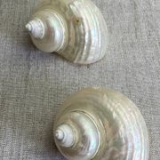 Coquillages nacre blanche, turbo imperialis