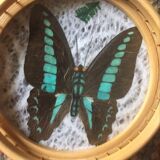 Sub-glasses assorted butterflies in rattan and bamboo .