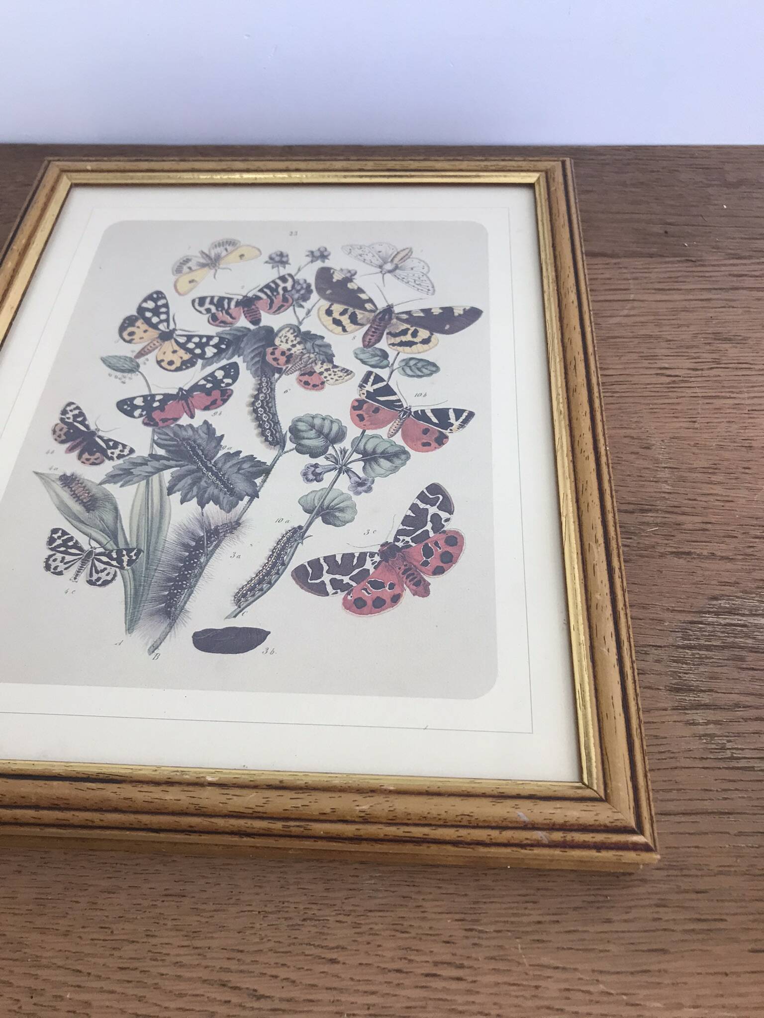 Very beautiful botanical lithograph with vintage butterfly 2