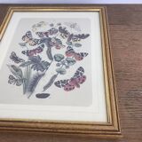 Very beautiful botanical lithograph with vintage butterfly 2
