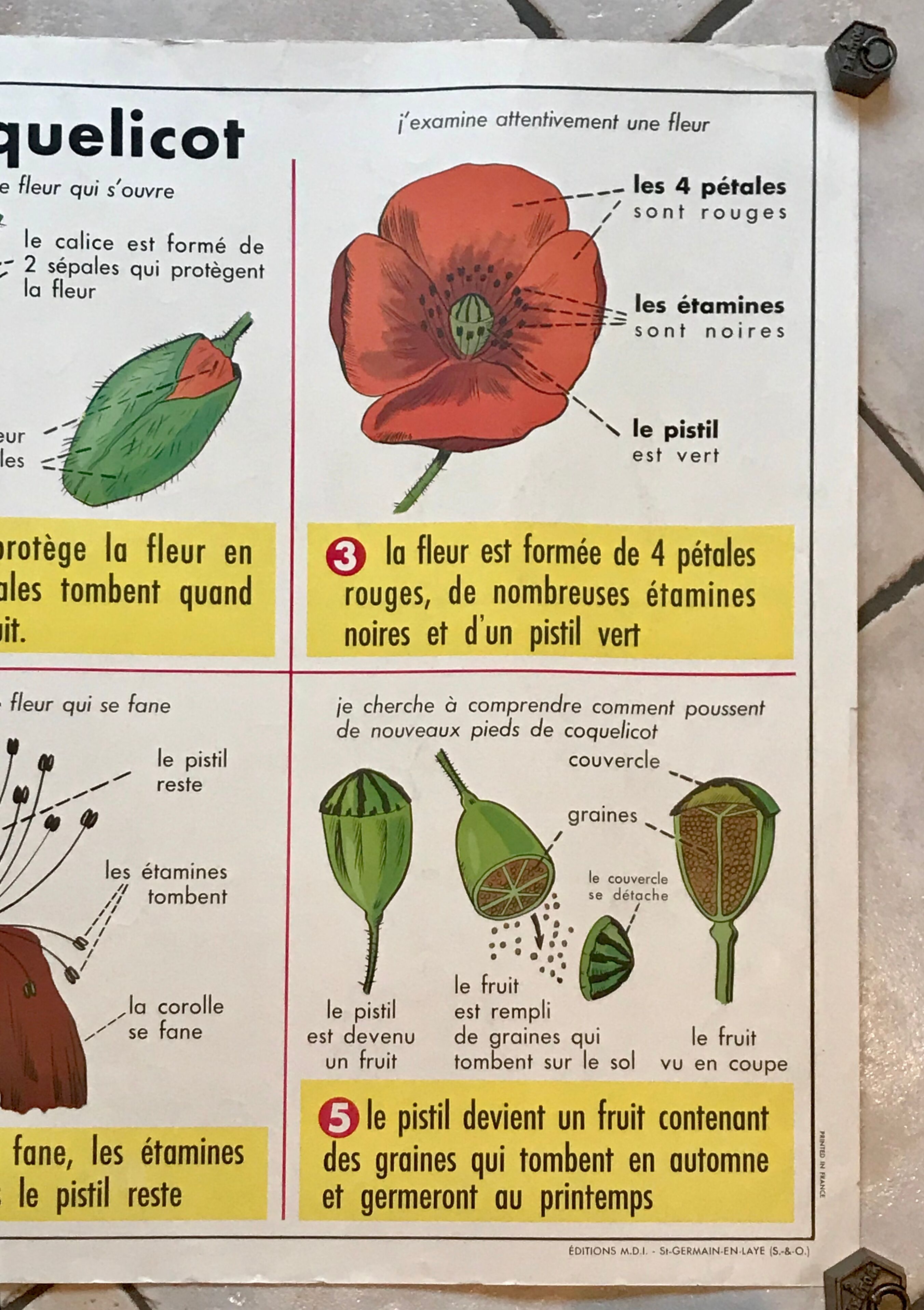 educational poster biology "The cherry" and "The poppy" 50s