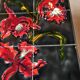 Table basse Vallauris années 50 60