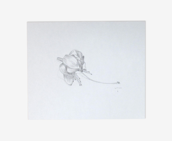 Fuchsia, dessin original