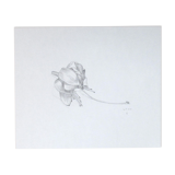 Fuchsia, original drawing