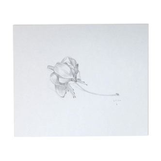 Fuchsia, dessin original