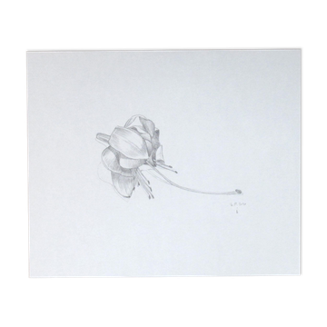 Fuchsia, original drawing