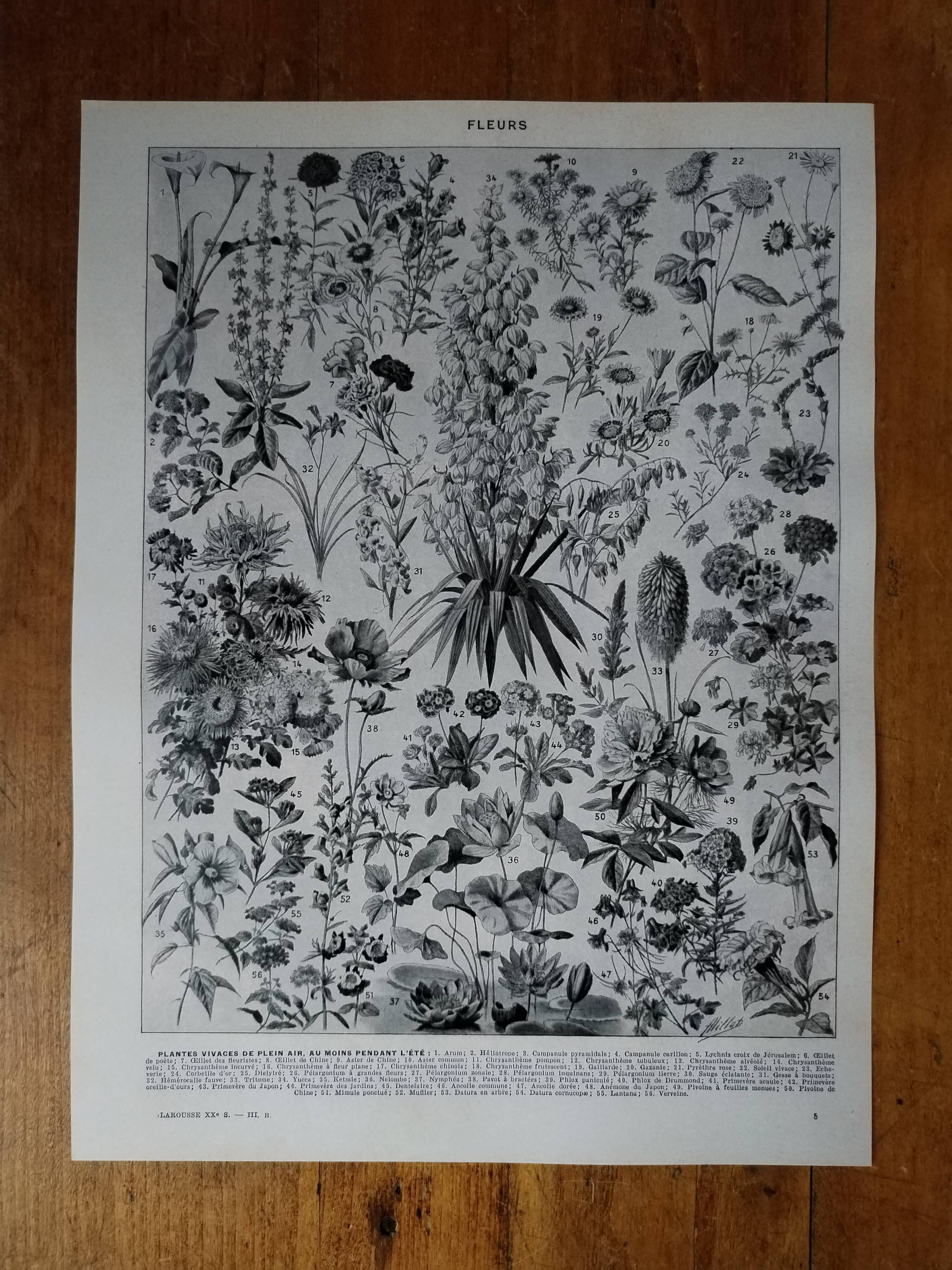 Original lithograph on flowers