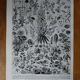 Lithographie originale sur les fleurs