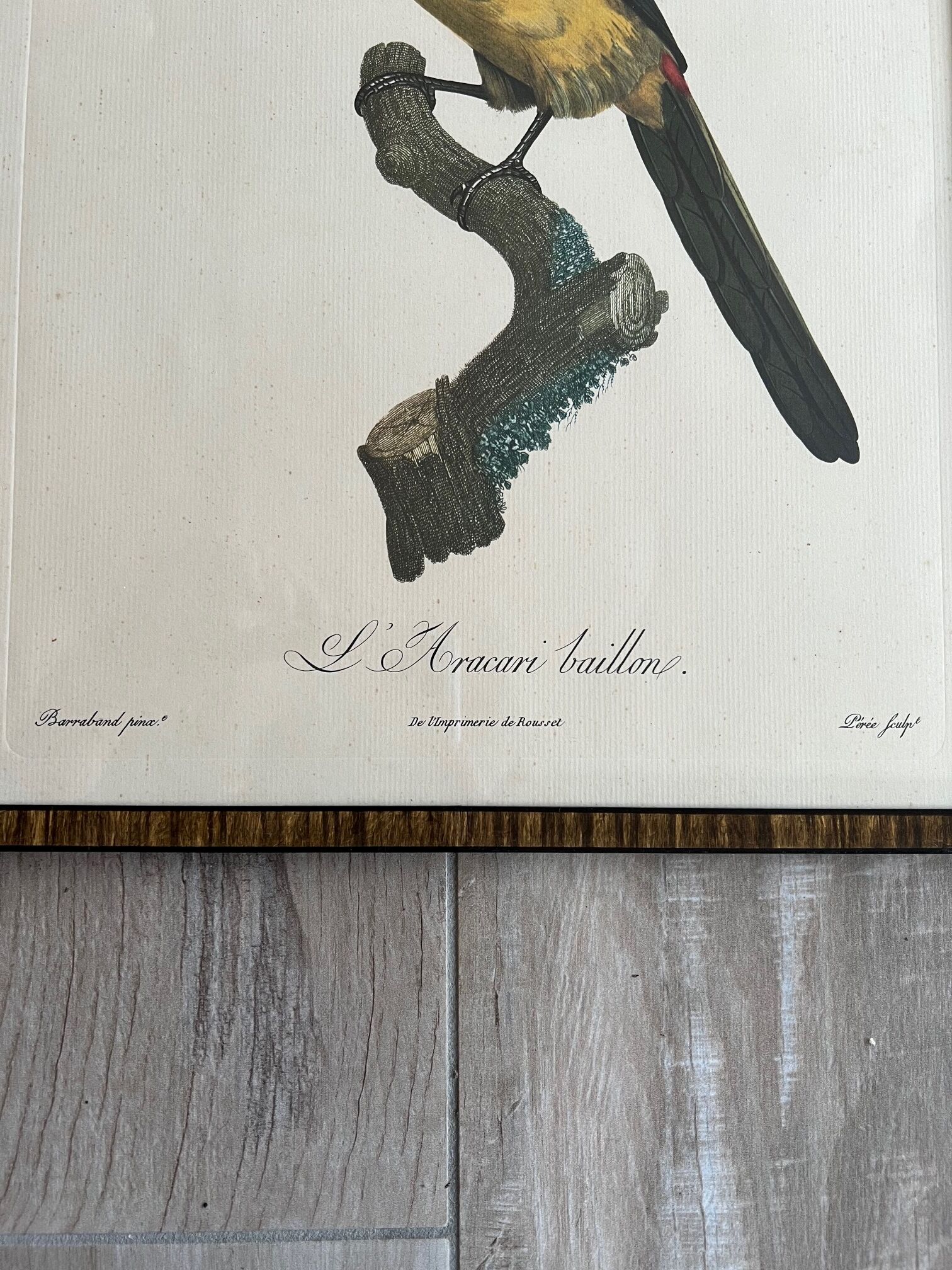 Gravure oiseau encadrée