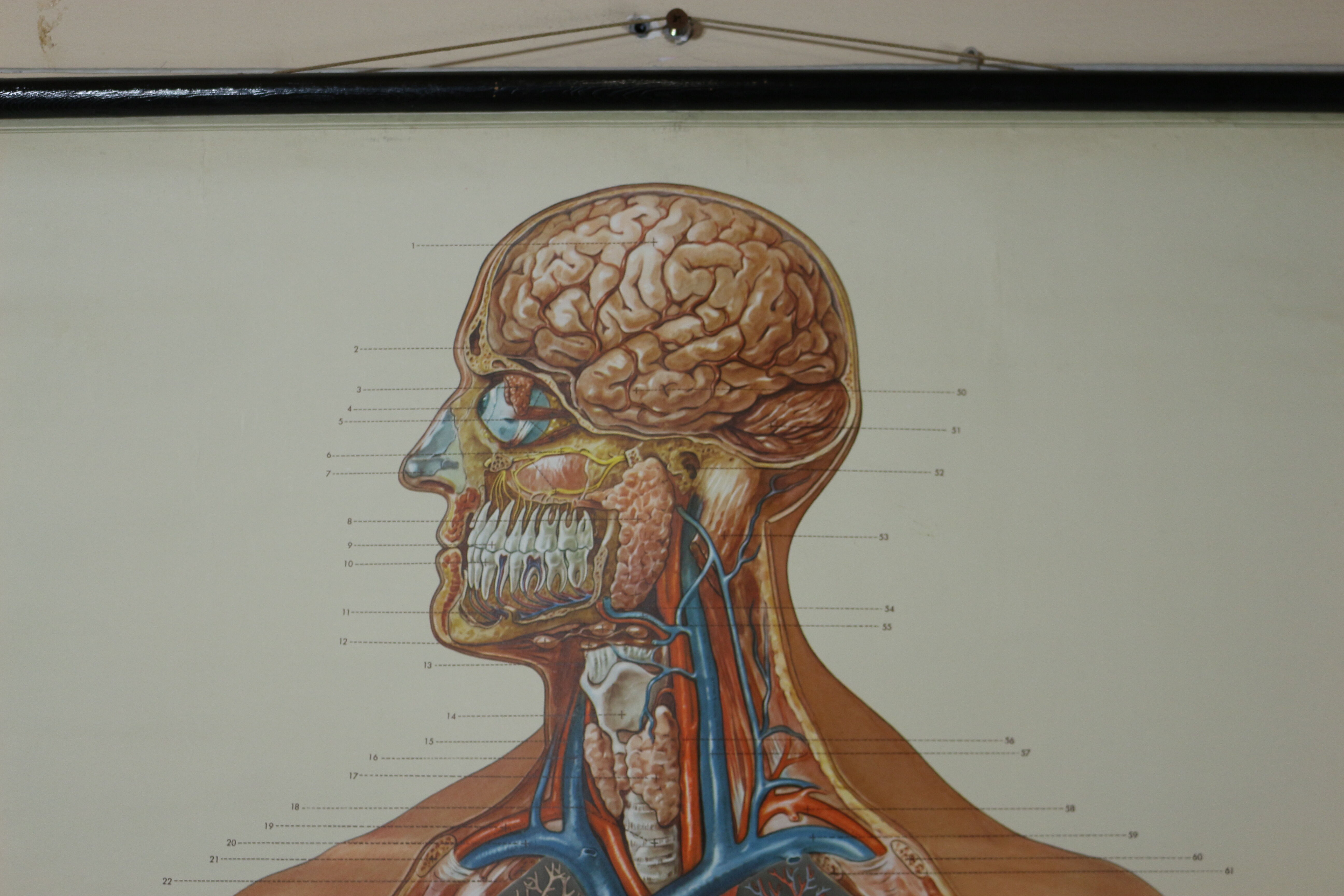 Anatomical school poster