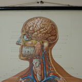 Anatomical school poster