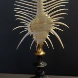 Cabinet of Curiosities shell comb of venus murex triremis on base