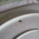 Grand Plat de Service en Porcelaine Haviland France Limoges
