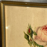 Framed botanical poster, rose bush