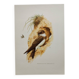 Old bird plate from the 1960s - Shore Swallow - Illustration