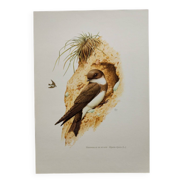 Planche ancienne oiseaux Années 1960 - Hirondelle de Rivage - Illustration