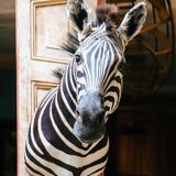 Zebra Taxidermy Set