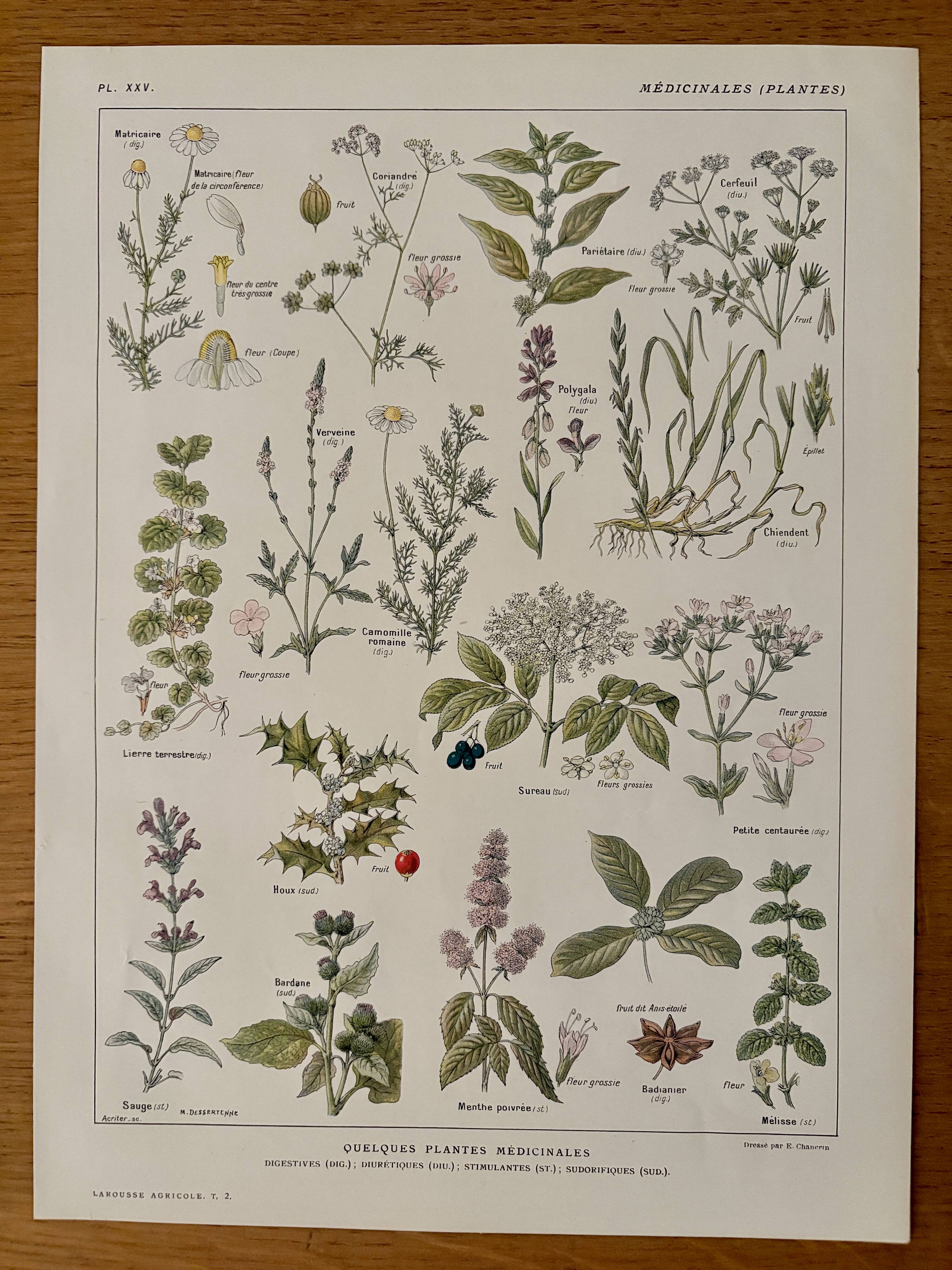 Lithograph of medicinal plants (XXV) - 1920