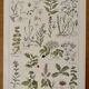 Lithograph of medicinal plants (XXV) - 1920
