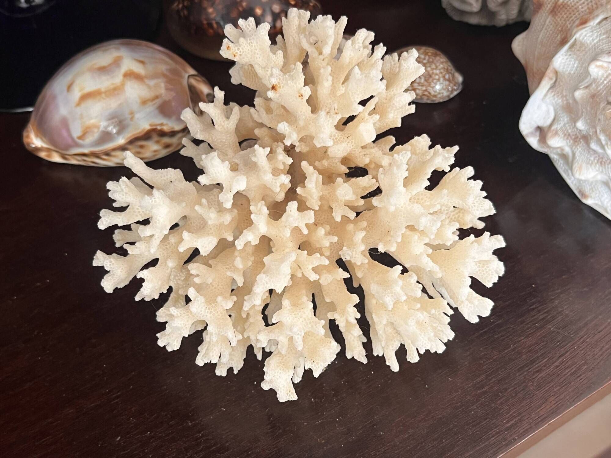 Ancient coral