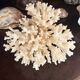 Ancient coral