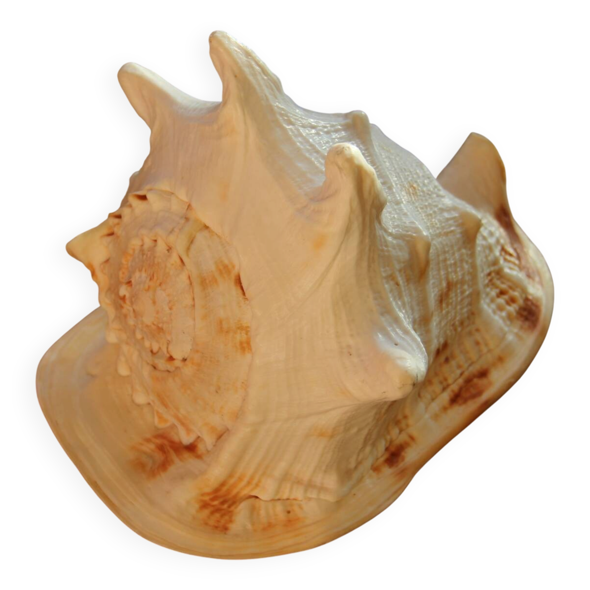 Shell Cassis Cornuta