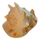 Shell Cassis Cornuta