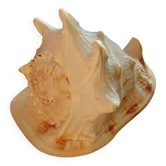 Shell Cassis Cornuta
