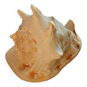 Coquillage Cassis Cornuta