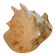 Shell Cassis Cornuta