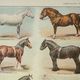 Old lithograph 1922, Horse breeds 2, horses, horse riding • Engraving, original illustration