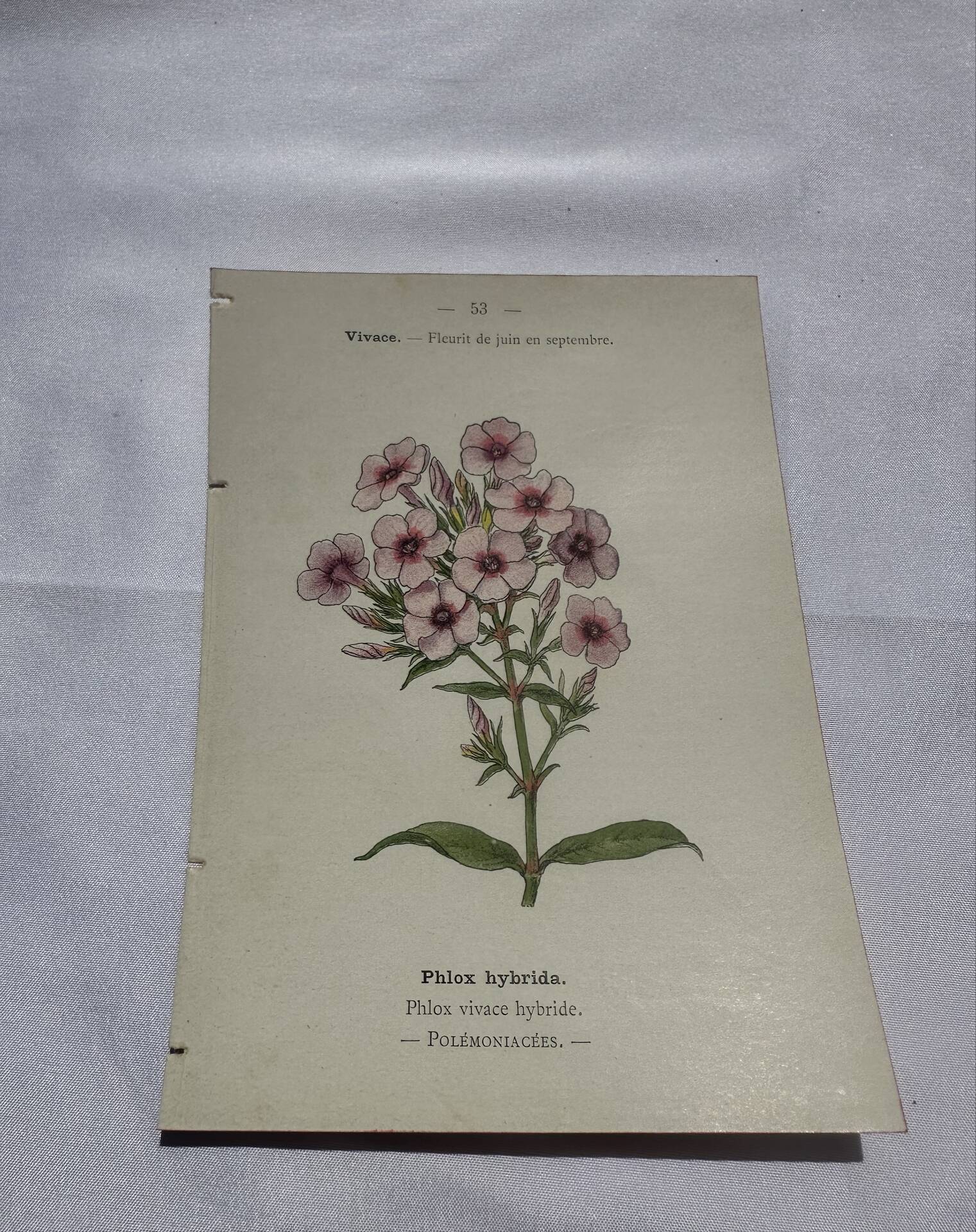 Planche botanique gravure florale naturaliste 19eme