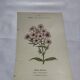 Planche botanique gravure florale naturaliste 19eme