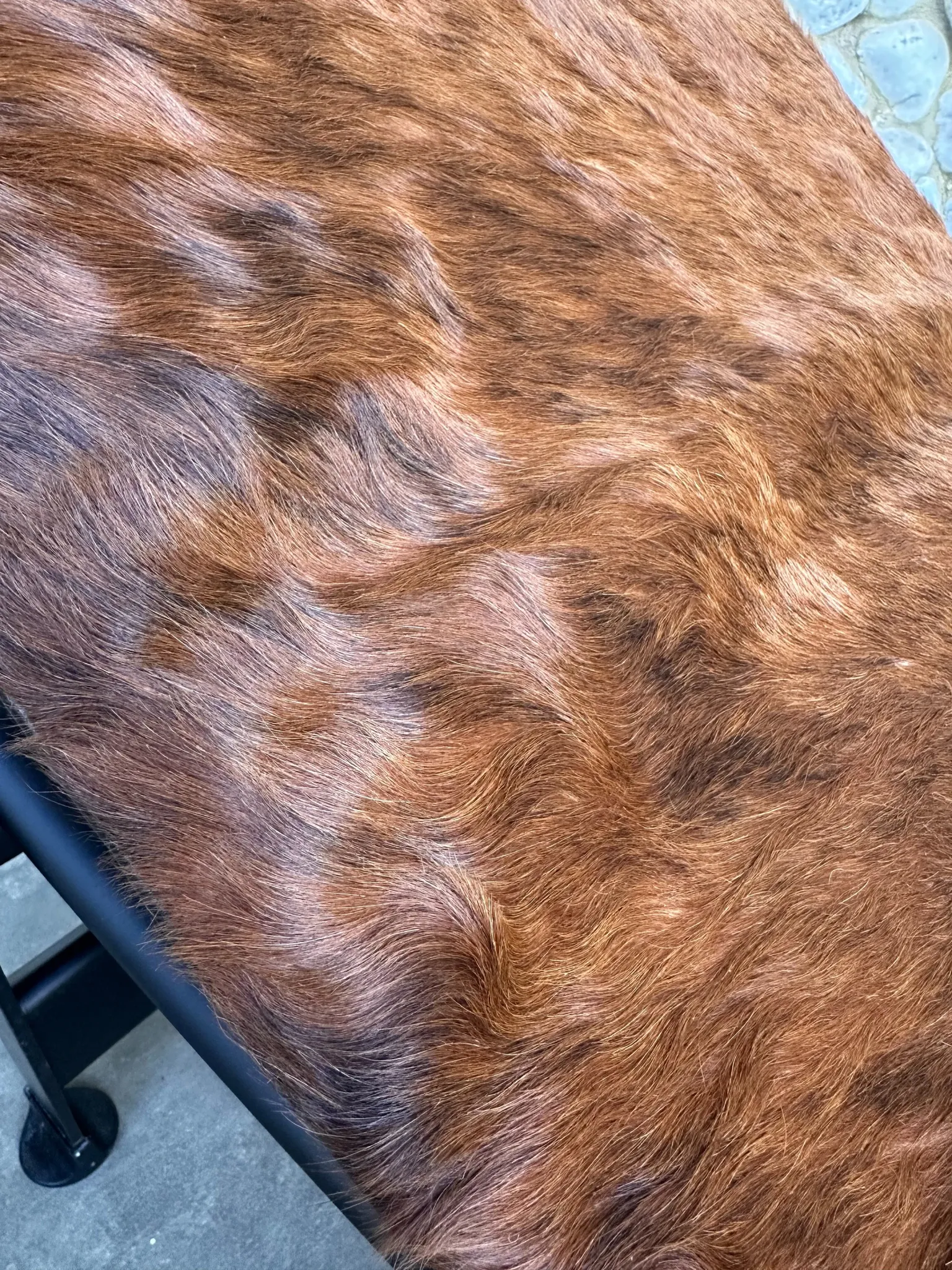 LC4 chaise longue in cowhide and black frame by Cassina, 1970–80