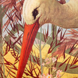 Displays educational Stork 1879