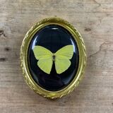 Butterfly under curved frame