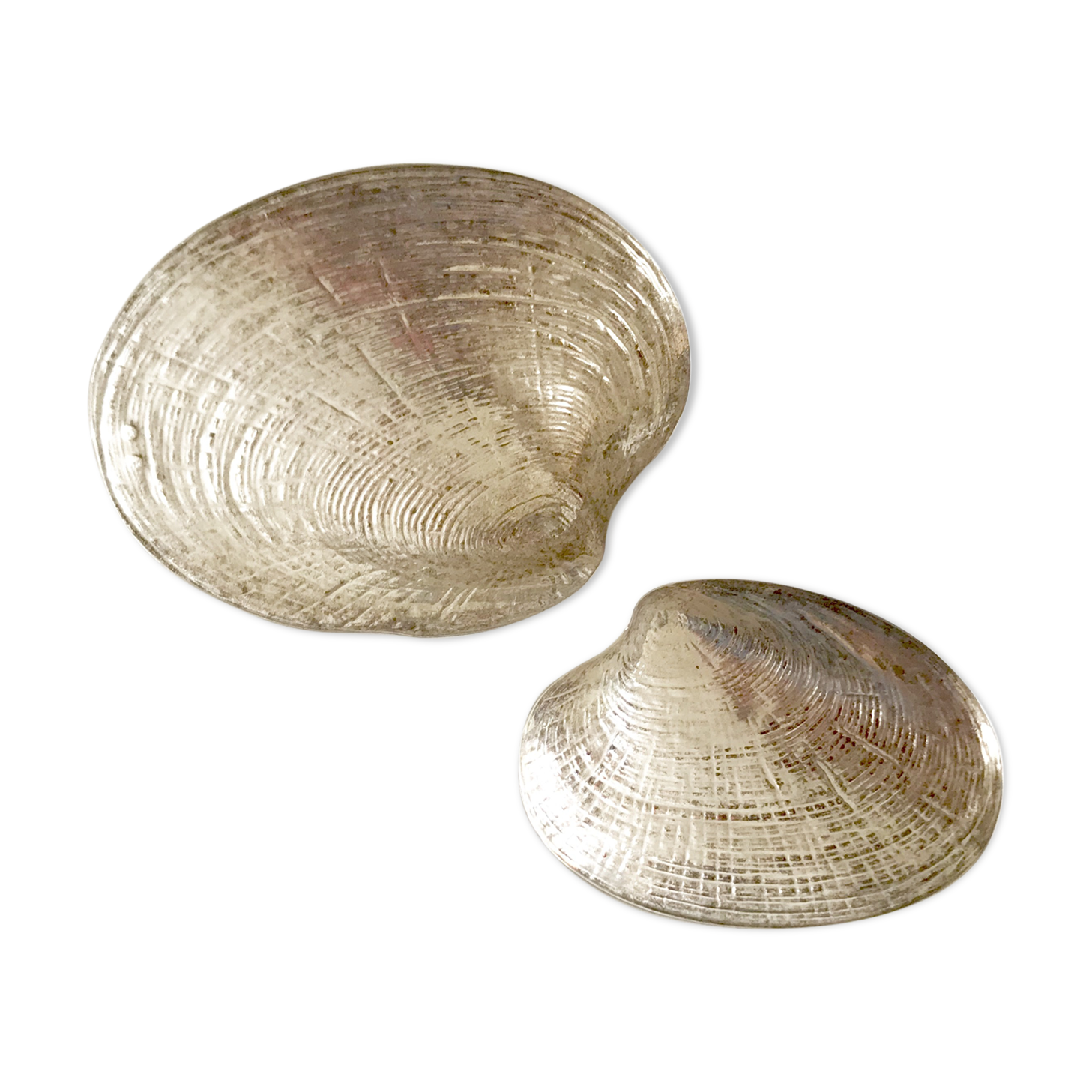 Two shells in silver