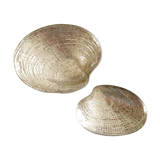 Two shells in silver